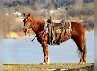 Poni cuarto de milla, Yegua, 12 años, 142 cm, Alazán rojizo