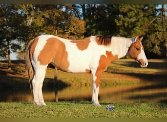 Poni cuarto de milla, Yegua, 13 años, 132 cm