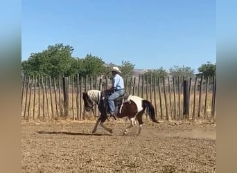 Poni cuarto de milla, Yegua, 13 años, 135 cm, Tobiano-todas las-capas