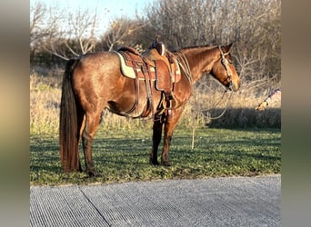 Poni cuarto de milla, Yegua, 13 años, 140 cm, Castaño-ruano