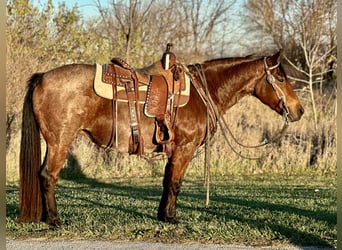 Poni cuarto de milla, Yegua, 13 años, 140 cm, Castaño-ruano