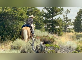 Poni cuarto de milla, Yegua, 14 años, 127 cm, Palomino