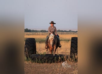 Poni cuarto de milla, Yegua, 14 años, 127 cm, Palomino