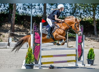 Poni cuarto de milla, Yegua, 14 años, 145 cm, Bayo