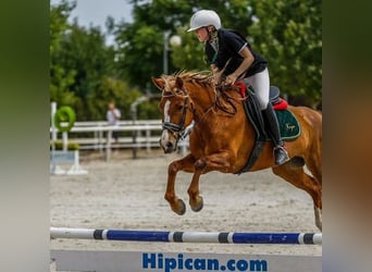 Poni cuarto de milla, Yegua, 14 años, 145 cm, Bayo