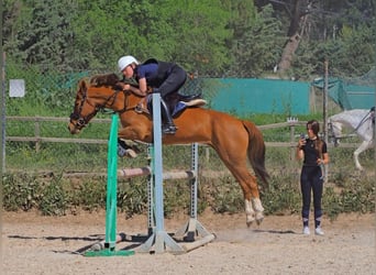 Poni cuarto de milla, Yegua, 14 años, 145 cm, Bayo