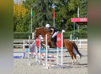 Poni cuarto de milla, Yegua, 14 años, 145 cm, Bayo