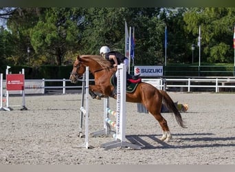 Poni cuarto de milla, Yegua, 14 años, 145 cm, Bayo