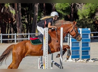 Poni cuarto de milla, Yegua, 14 años, 145 cm, Bayo