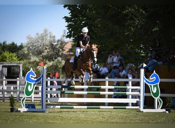 Poni cuarto de milla, Yegua, 14 años, 145 cm, Bayo