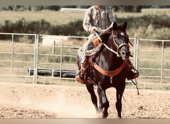 Poni cuarto de milla, Yegua, 15 años, 140 cm, Negro