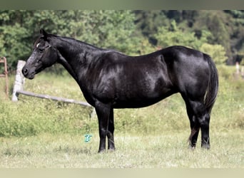 Poni cuarto de milla, Yegua, 15 años, 140 cm, Negro