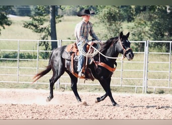 Poni cuarto de milla, Yegua, 15 años, 140 cm, Negro