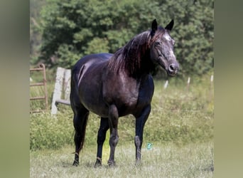 Poni cuarto de milla, Yegua, 15 años, 140 cm, Negro