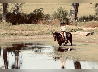 Poni cuarto de milla, Yegua, 16 años, 140 cm, Negro