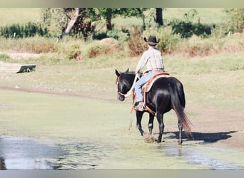 Poni cuarto de milla, Yegua, 16 años, 140 cm, Negro