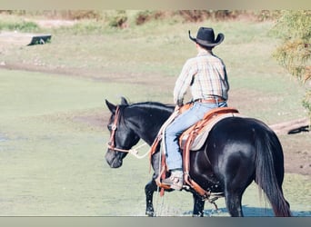 Poni cuarto de milla, Yegua, 16 años, 140 cm, Negro