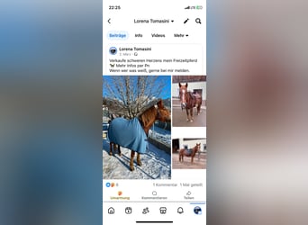 Poni cuarto de milla Mestizo, Yegua, 17 años, 143 cm, Alazán