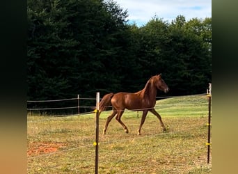 Poni cuarto de milla, Yegua, 1 año, 132 cm, Alazán-tostado