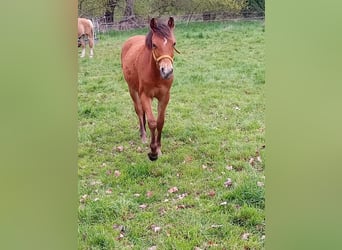 Poni cuarto de milla Mestizo, Yegua, 1 año, 147 cm, Castaño