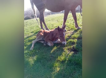 Poni cuarto de milla Mestizo, Yegua, 1 año, 147 cm, Castaño