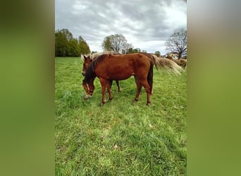 Poni cuarto de milla Mestizo, Yegua, 1 año, 147 cm, Castaño