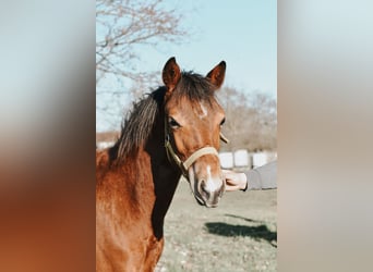 Poni cuarto de milla Mestizo, Yegua, 1 año, 147 cm, Castaño