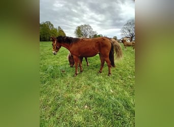 Poni cuarto de milla Mestizo, Yegua, 1 año, 147 cm, Castaño