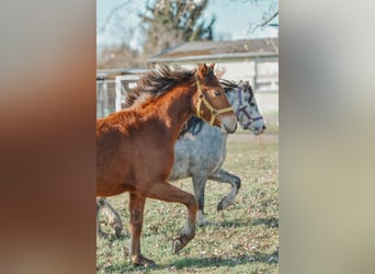 Poni cuarto de milla Mestizo, Yegua, 1 año, 147 cm, Castaño