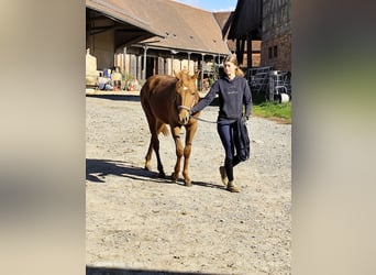 Poni cuarto de milla Mestizo, Yegua, 1 año, 150 cm, Alazán