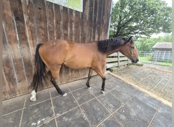 Poni cuarto de milla, Yegua, 1 año, 150 cm, Castaño
