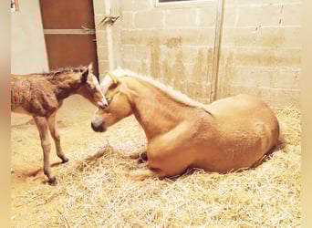 Poni cuarto de milla, Yegua, 1 año, 150 cm, Castaño