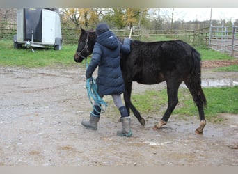 Poni cuarto de milla Mestizo, Yegua, 1 año, 150 cm, Negro