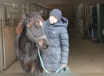 Poni cuarto de milla Mestizo, Yegua, 1 año, 150 cm, Negro