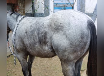 Poni cuarto de milla, Yegua, 1 año, 157 cm, Ruano azulado