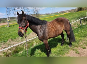 Poni cuarto de milla Mestizo, Yegua, 23 años, 151 cm, Castaño