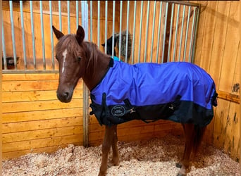 Poni cuarto de milla, Yegua, 2 años, 132 cm, Alazán-tostado