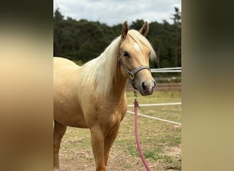 Poni cuarto de milla, Yegua, 2 años, 140 cm, Palomino