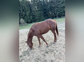 Poni cuarto de milla, Yegua, 2 años, 144 cm, Alazán