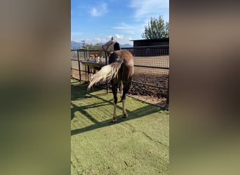 Poni cuarto de milla, Yegua, 2 años, 145 cm, Tordo