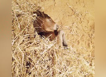 Poni cuarto de milla, Yegua, 2 años, 150 cm, Castaño