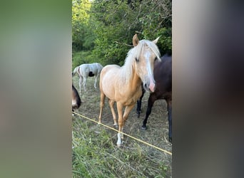 Poni cuarto de milla Mestizo, Yegua, 2 años, 155 cm, Palomino