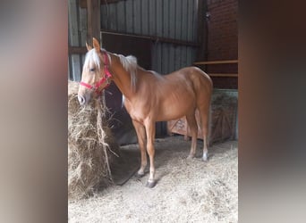 Poni cuarto de milla, Yegua, 2 años, 155 cm, Palomino