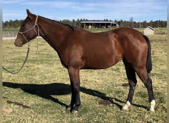 Poni cuarto de milla, Yegua, 2 años