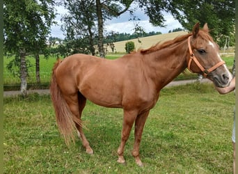 Poni cuarto de milla, Yegua, 31 años, 156 cm