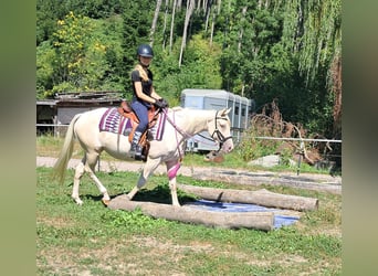 Poni cuarto de milla, Yegua, 3 años, 140 cm, Champán