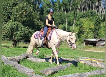 Poni cuarto de milla, Yegua, 3 años, 140 cm, Champán