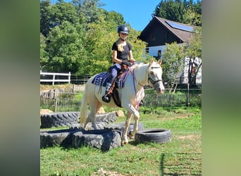 Poni cuarto de milla, Yegua, 3 años, 140 cm, Champán