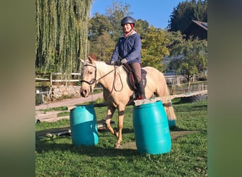 Poni cuarto de milla, Yegua, 3 años, 142 cm, Palomino