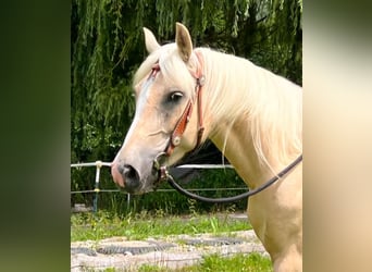 Poni cuarto de milla, Yegua, 3 años, 147 cm, Pío